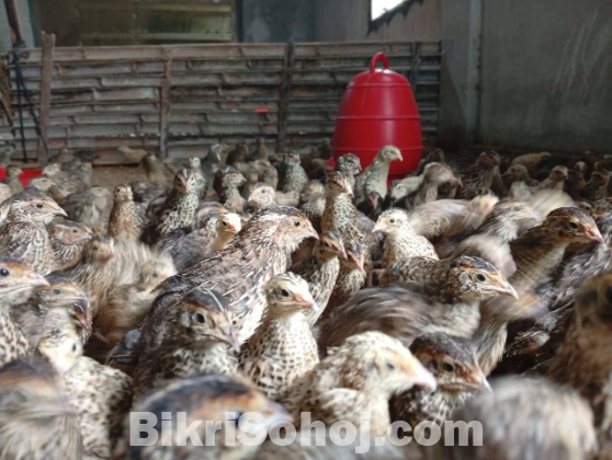 কোয়েল পাখি, মুরগী